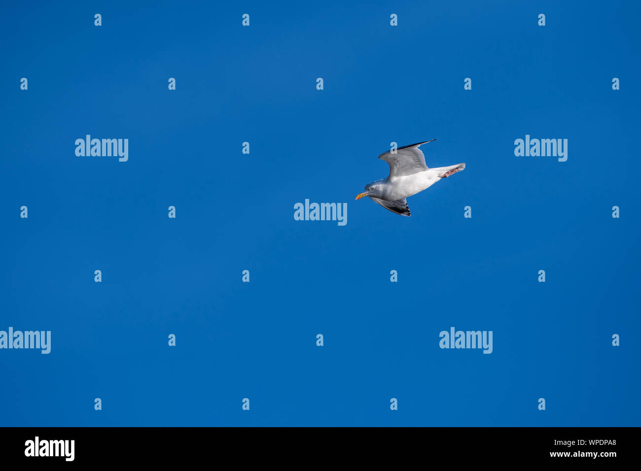 Lonely Aringa gabbiano volare nel cielo. Testa di Bray, co.Wicklow, Irlanda. Foto Stock