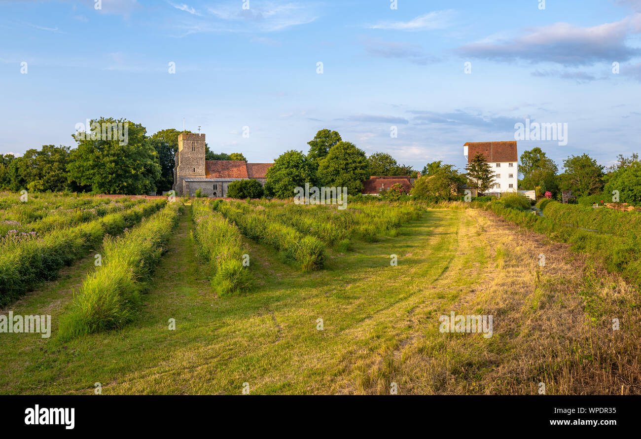 I campi di ribes nero con St Andrews Chiesa e Wickham mulino in background nel villaggio rurale di Wickhambreaux nel Kent. Foto Stock