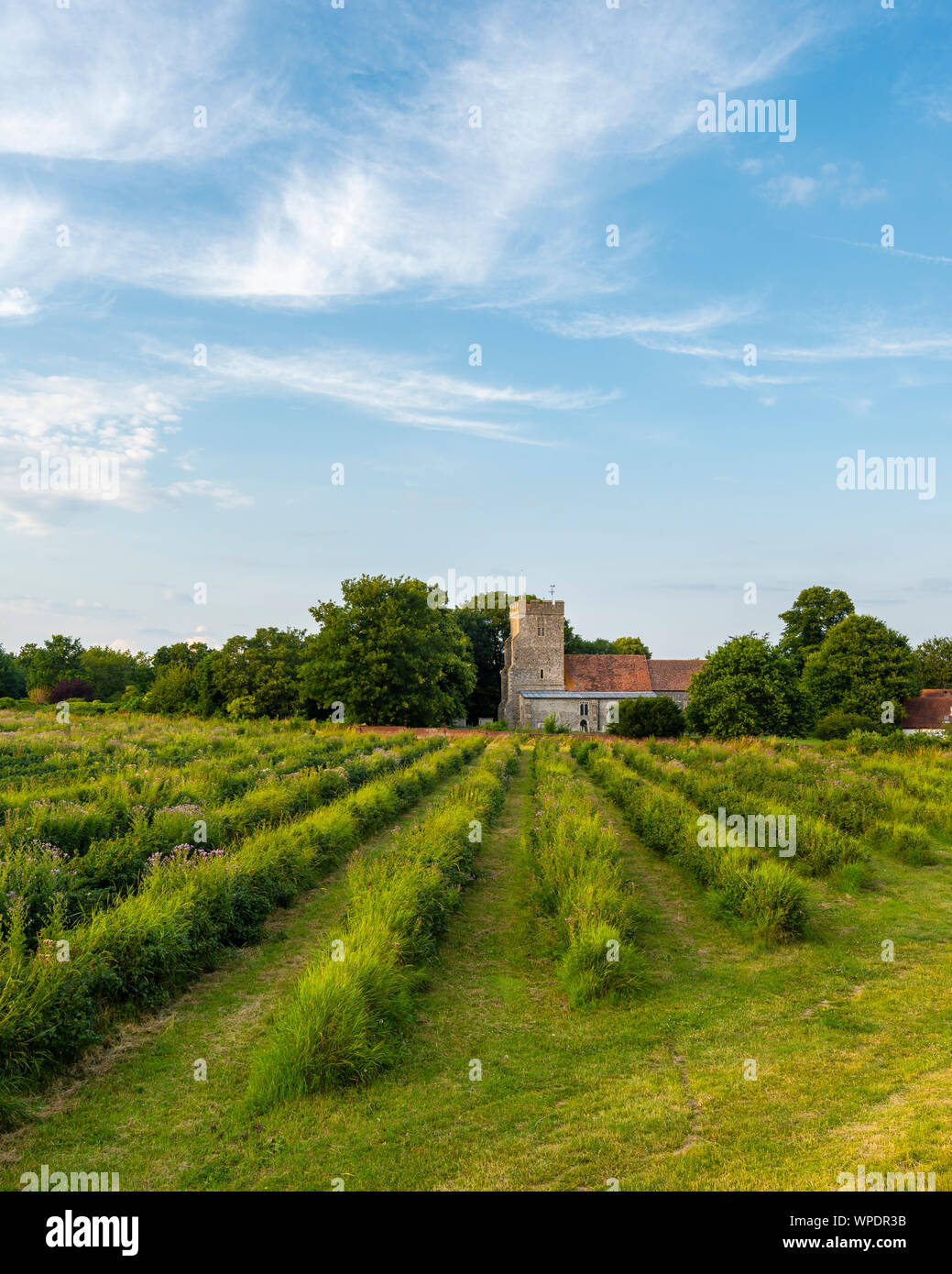 St Andrews Chiesa dietro le righe di ribes nero in Wickhambreaux; un piccolo villaggio rurale nel Kent. Foto Stock