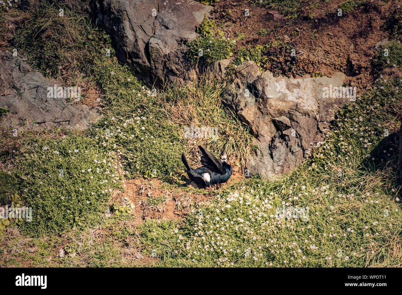 Concetto di solitudine in fauna selvatica. Cormorano singola seduta sulla collina erbosa appena fuori il mare. Testa di Bray, co.Wicklow, Irlanda. Foto Stock