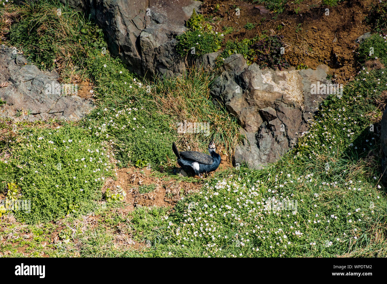 Concetto di solitudine in fauna selvatica. Cormorano singola seduta sulla collina erbosa appena fuori il mare. Testa di Bray, co.Wicklow, Irlanda. Foto Stock