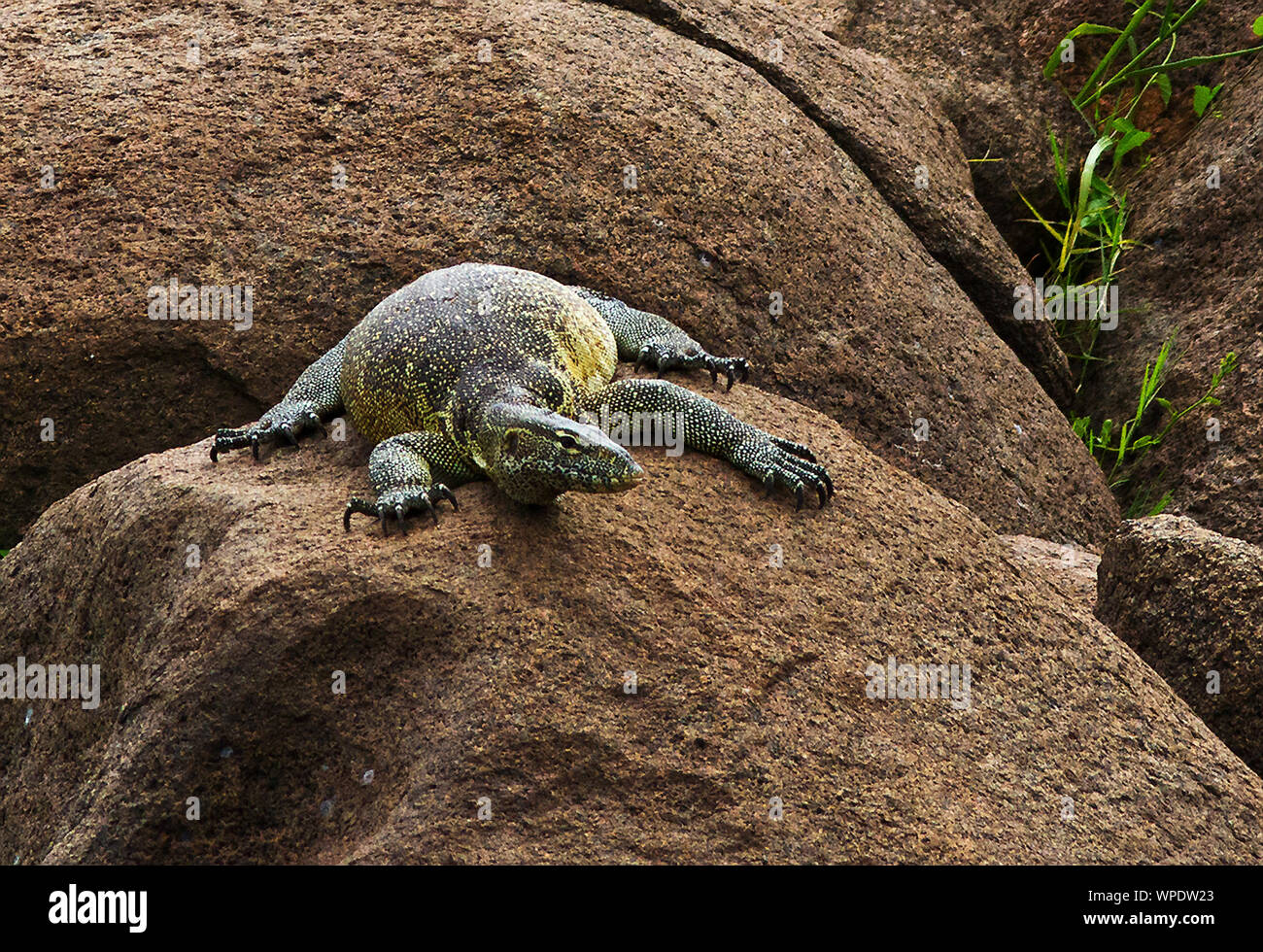 Il Nilo o acqua Monitor è la più grande dell'Africa lucertole. Un grande speciment come questo può raggiungere una lunghezza di due metri Foto Stock