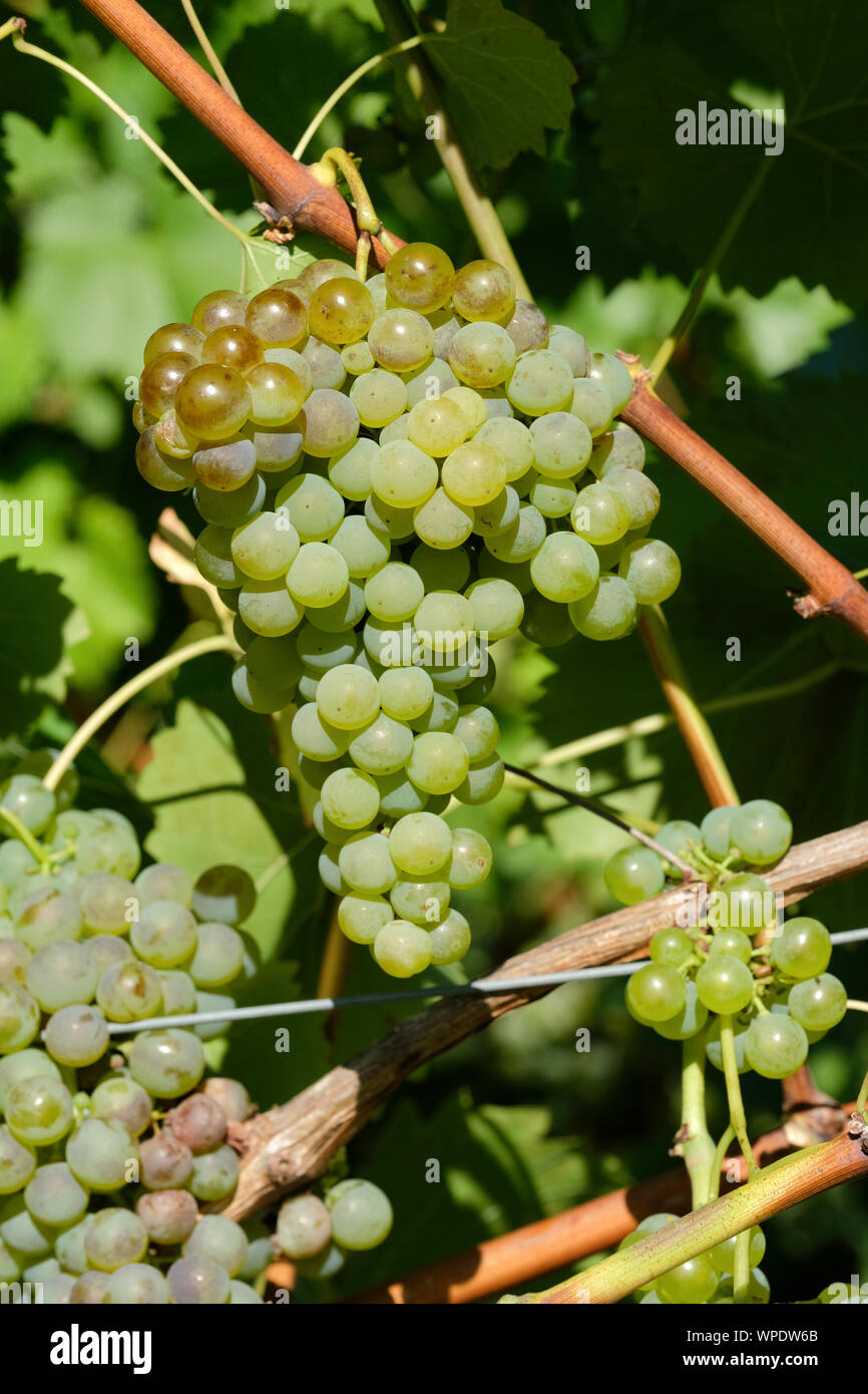Ripe bianco di uve ibridi, Vitis " Orion " uva " Orion " sulla vite. Foto Stock