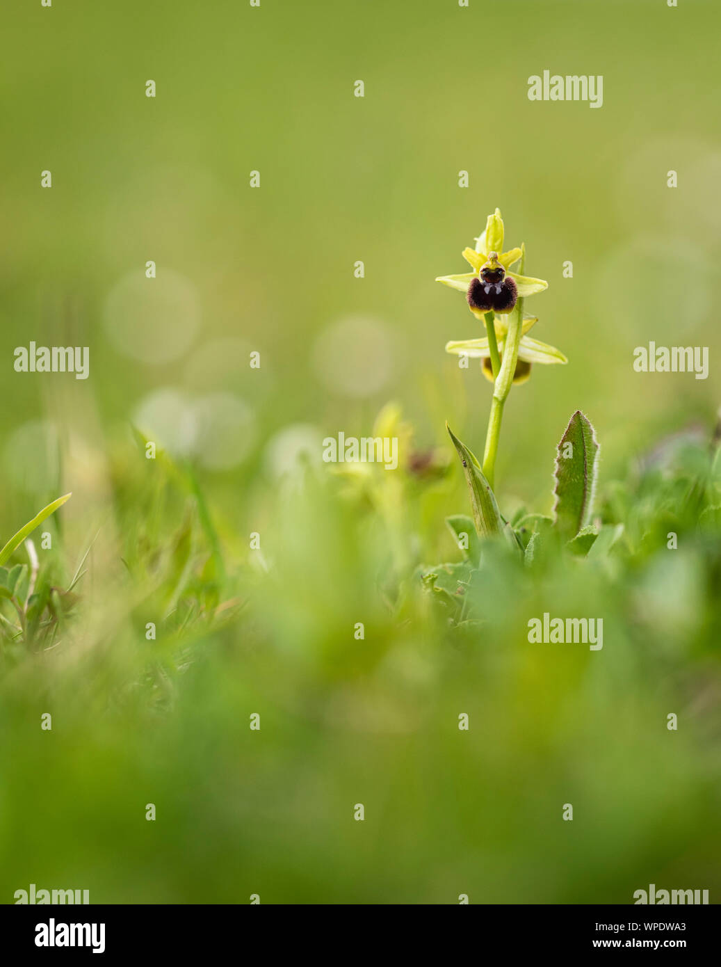 Inizio Spider Orchid (Ophrys sphegodes) fotografati a Samphire Hoe Country Park nr Dover. Foto Stock