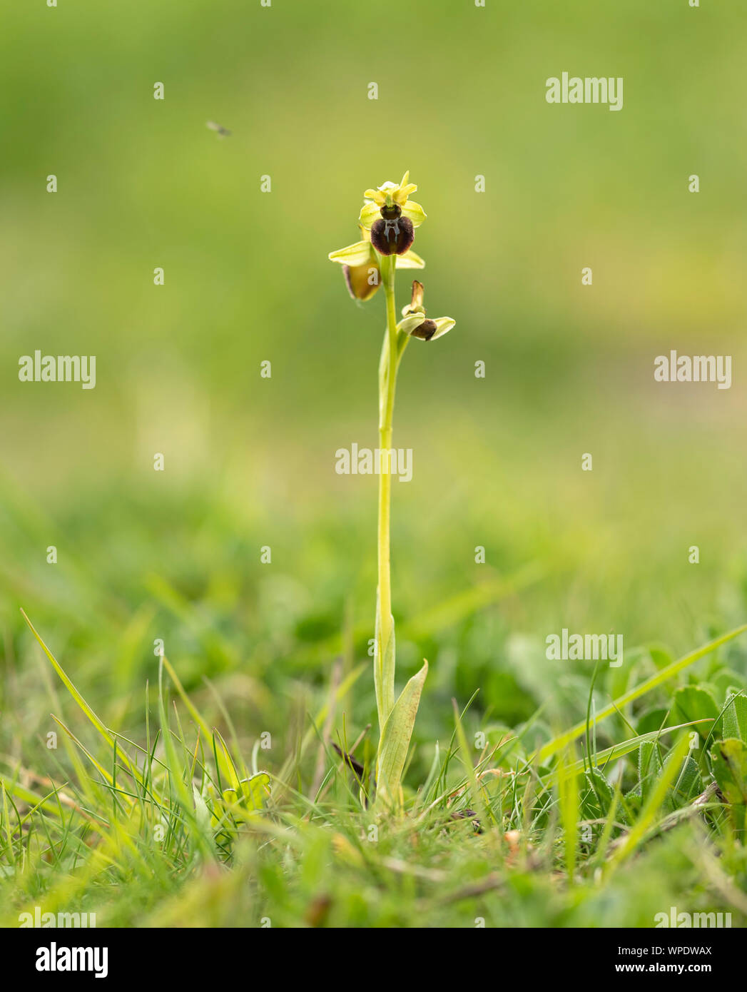 Inizio Spider Orchid (Ophrys sphegodes) fotografati a Samphire Hoe Country Park nr Dover. Foto Stock