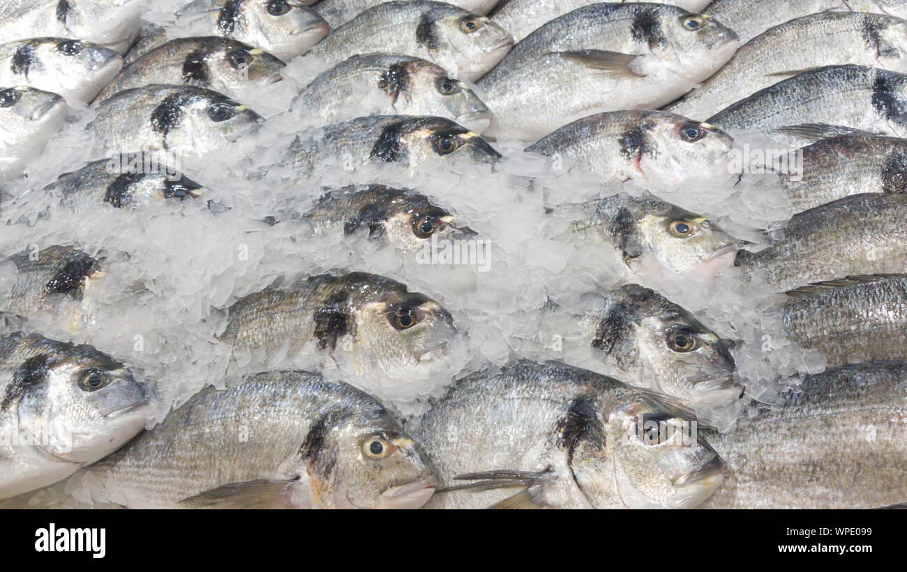 Un mazzetto di Barramundi freschi, pesce persico bianco, argento appollaiarsi su un letto di ghiaccio venduti nel mercato Foto Stock