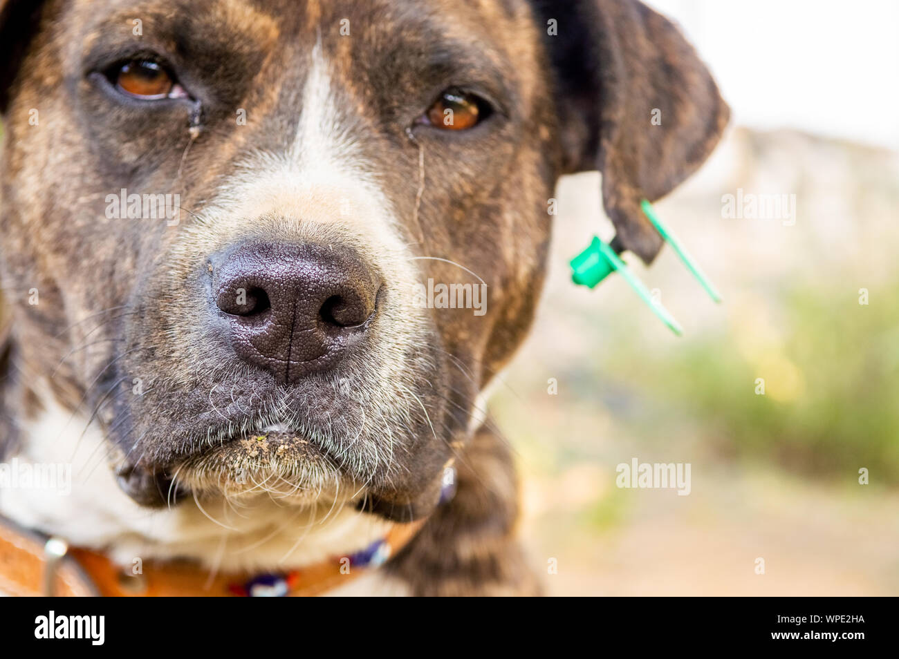 Close up ritratto di un Pitbull boxer mix godendo di giornata di sole nel giardino. Focus sul naso. Foto Stock