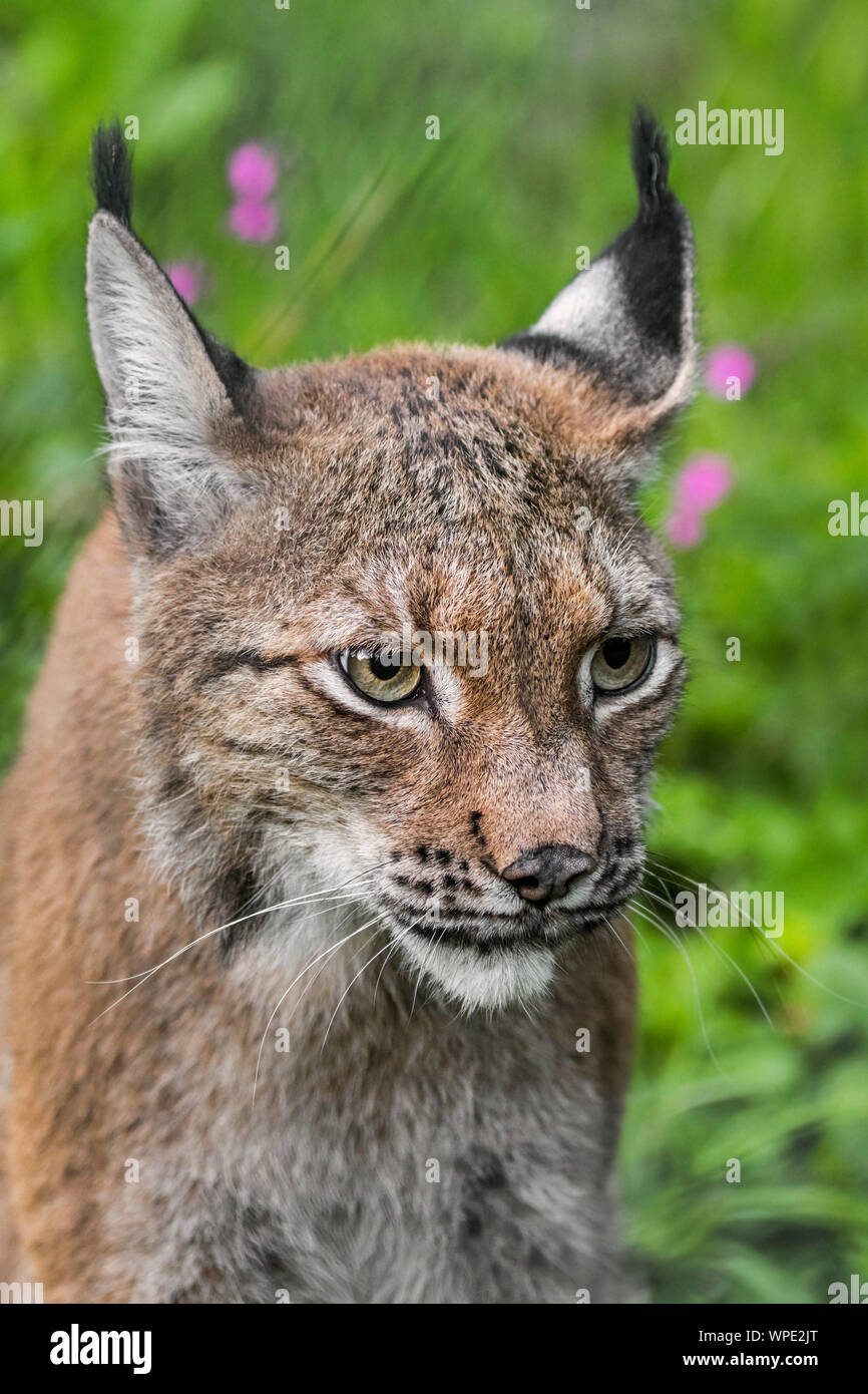 Eurasian (Lynx Lynx lynx) close-up verticale Foto Stock