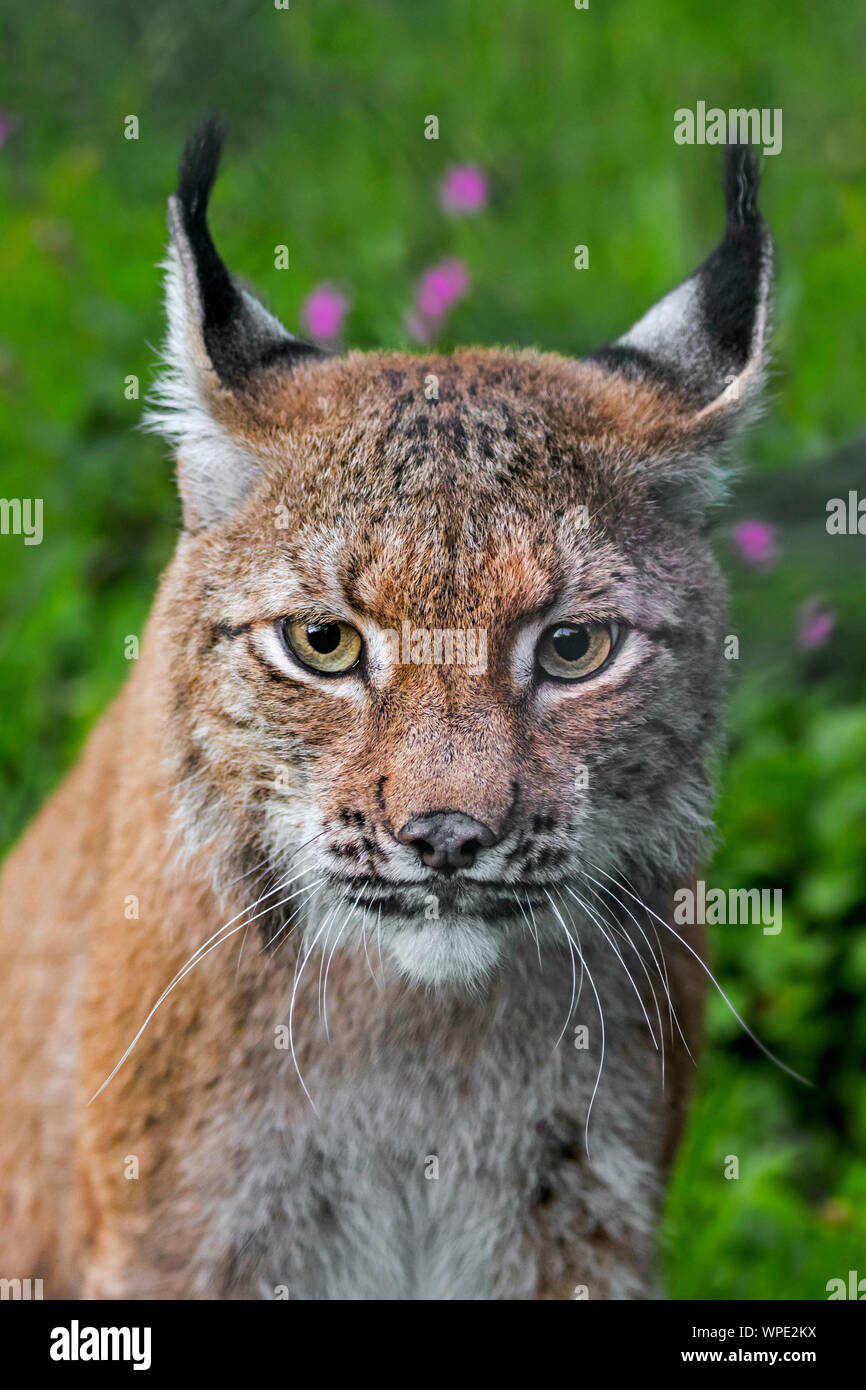 Eurasian (Lynx Lynx lynx) close-up verticale Foto Stock