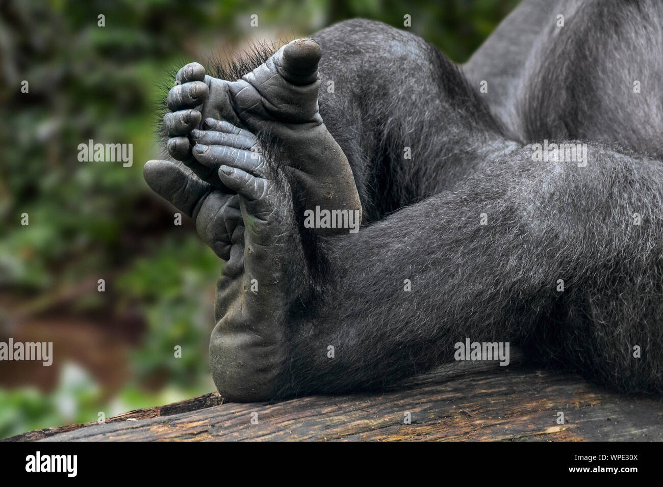 Pianura occidentale (gorilla Gorilla gorilla gorilla) close-up delle zampe posteriori e le dita dei piedi Foto Stock