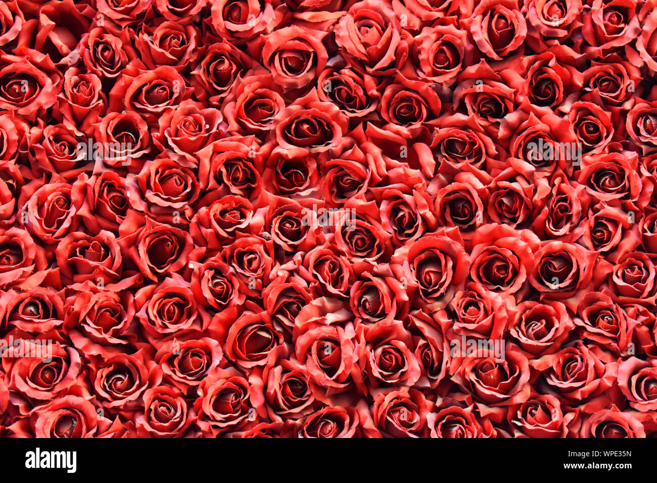 Rose rosse sfondo Foto Stock