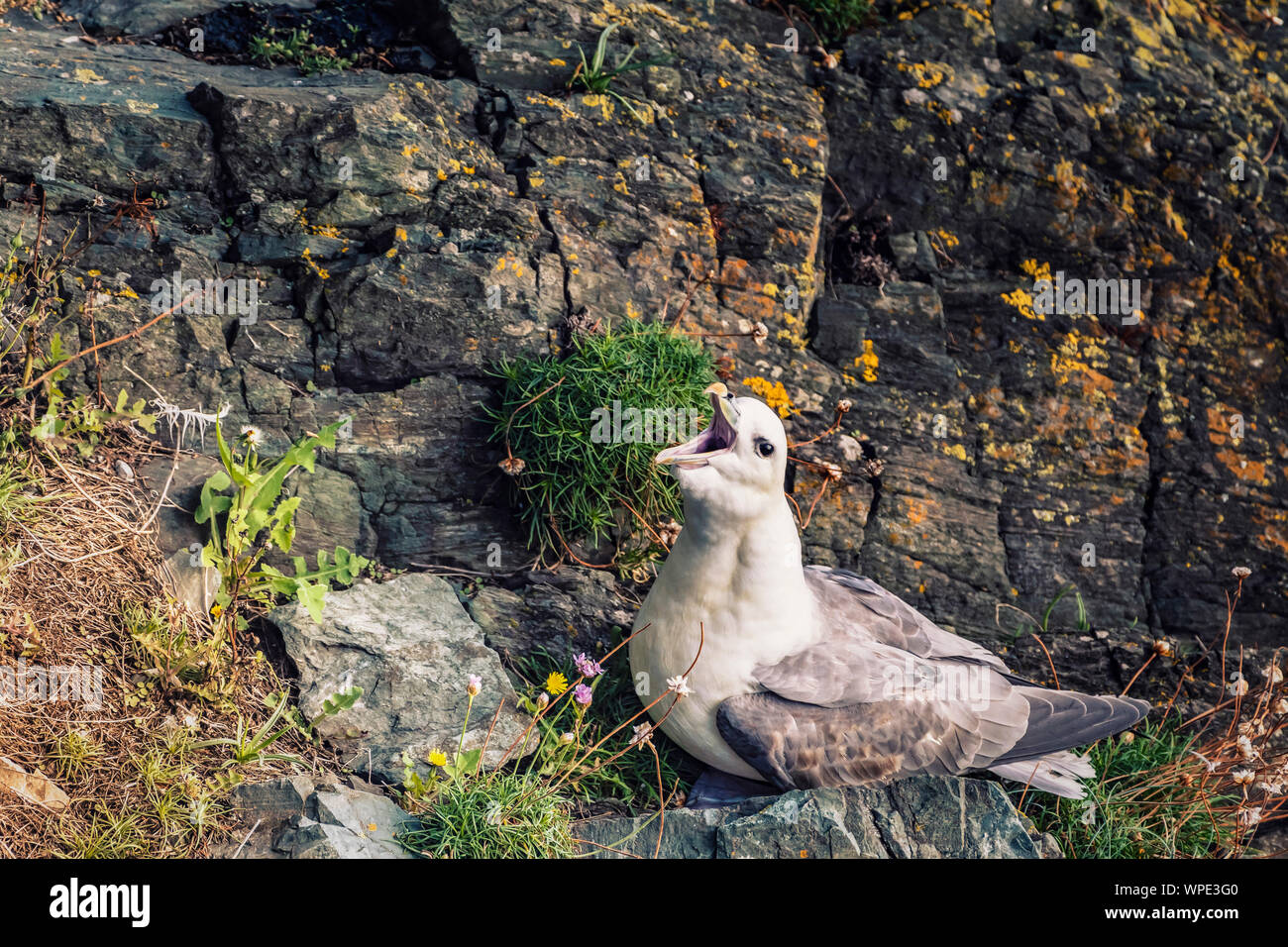 Chiamando. Unico Fulmar (Fulmarus glacialis) seduti sulle loro nido tra le rocce nel vento spot ombreggiata a esposto scogliere sul mare. Testa di Bray, co.Wicklow, Irel Foto Stock