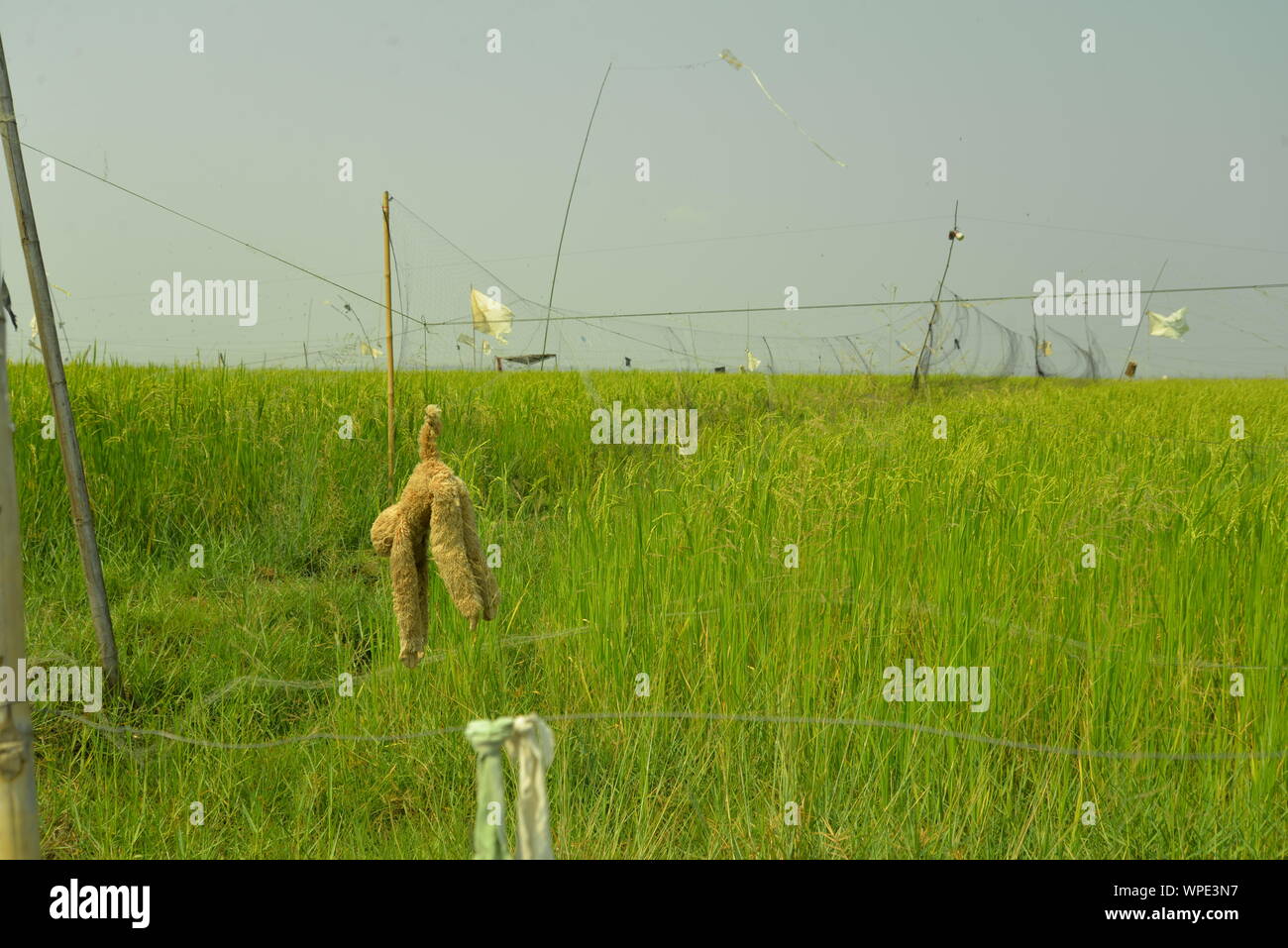 Korat altopiano, pasakdek Foto Stock
