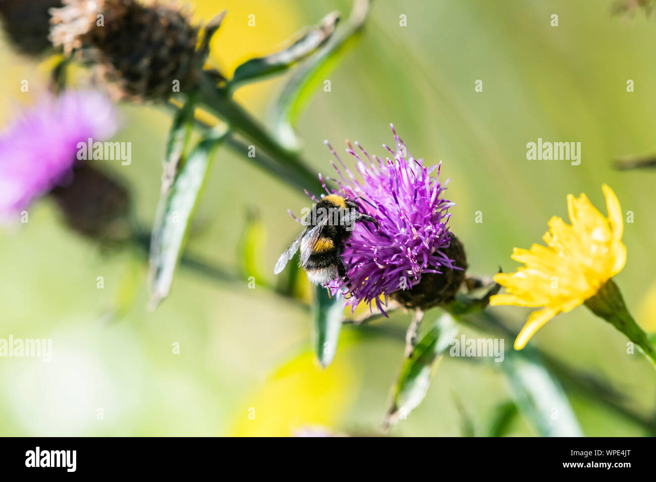 Nastrare bianco-tailed bumblebee, Bombus lucorum, sul fiore fiordaliso. Close up. Testa di Bray, co.Wicklow, Irlanda. Foto Stock
