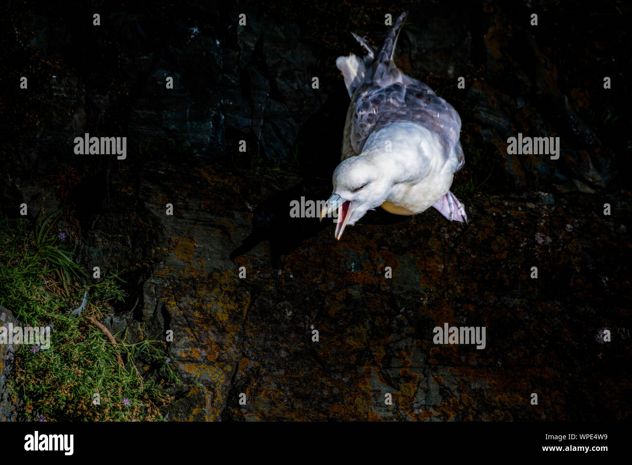 Chiamando. Unico Fulmar (Fulmarus glacialis) seduti sulle loro nido tra le rocce nel vento spot ombreggiata a esposto scogliere sul mare. Testa di Bray, co.Wicklow, Irel Foto Stock