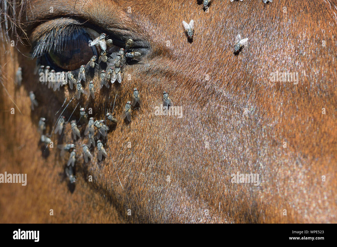 Houseflies (Musca domestica) attorno agli occhi di un cavallo Foto Stock