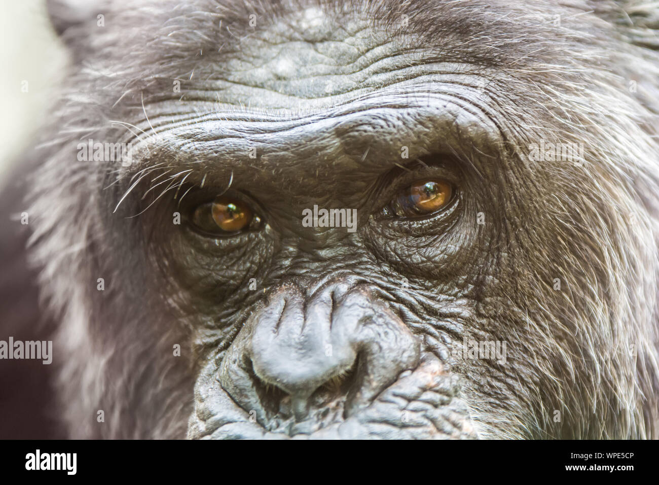 Dettaglio del volto di uno scimpanzé Foto Stock