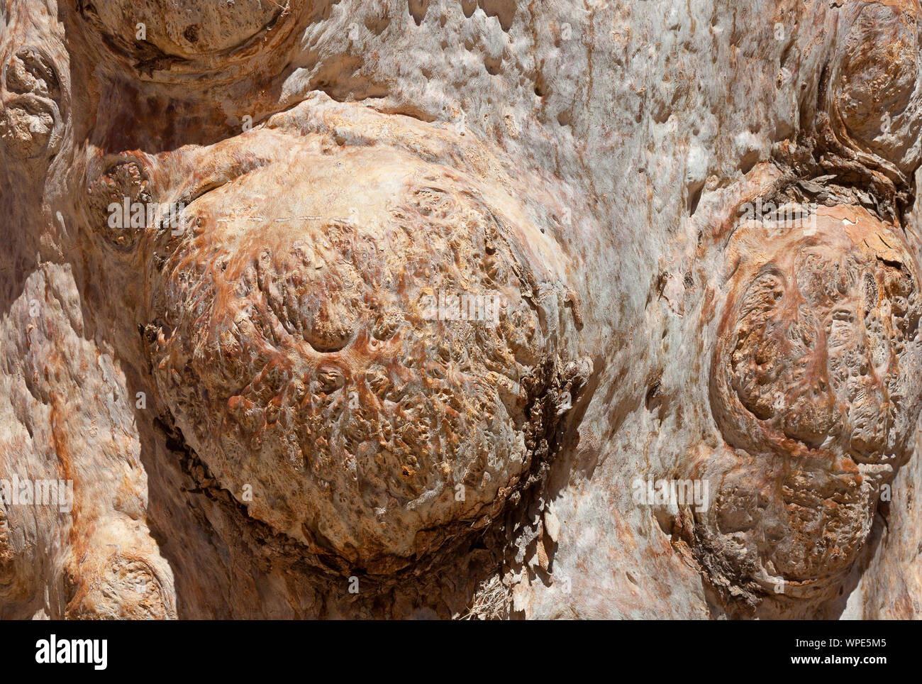 In prossimità del fiume Gomma rossa corteccia, Gorge Redbank, Larapinta Trail, West McDonnell Ranges, Territorio del Nord, l'Australia Foto Stock