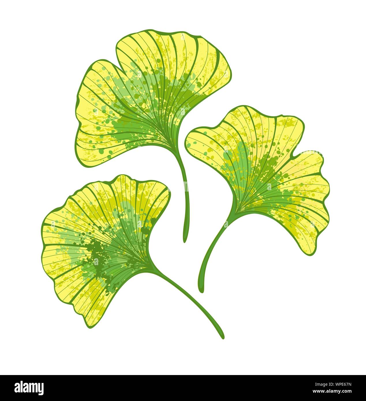 Set di autunno artistico ginkgo biloba foglie dipinte di verde e giallo su sfondo bianco. Illustrazione Vettoriale