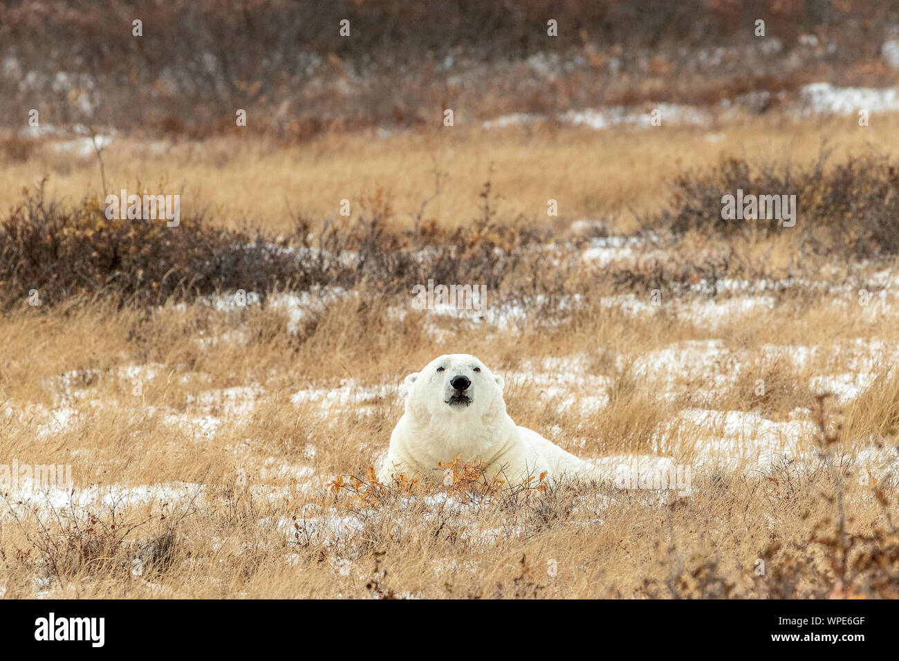 Orso polare rotoli sulla neve, Guarnizione River Lodge, Churchill, Manitoba, Canada Foto Stock