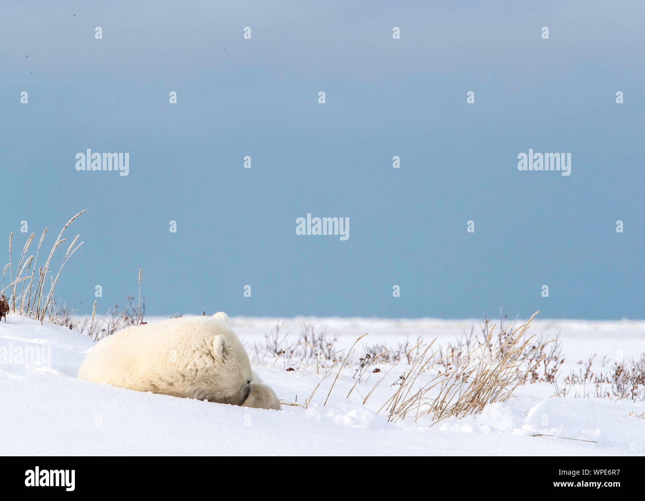 Orso polare si appoggia sulla neve, Nanuk Lodge, a ovest della Baia di Hudson, Churchill, Manitoba, Canada Foto Stock