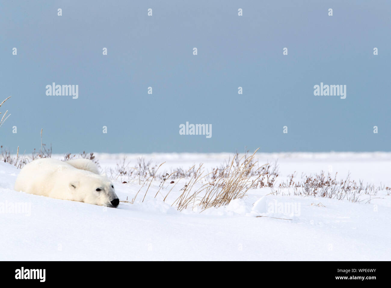 Orso polare si appoggia sulla neve, Nanuk Lodge, a ovest della Baia di Hudson, Churchill, Manitoba, Canada Foto Stock
