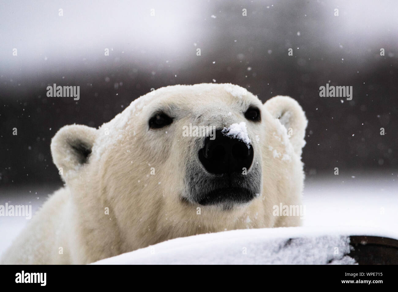 Orso polare con il suo naso nella caduta di neve, Nanuk Lodge, a ovest della Baia di Hudson, Churchill, Manitoba, Canada Foto Stock