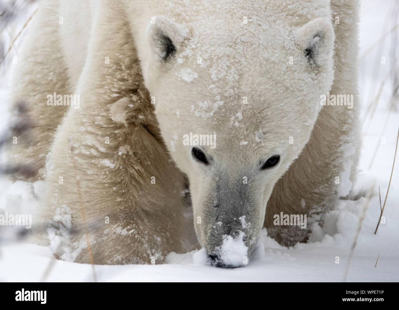 Orso polare con il suo naso nella neve, Nanuk Lodge, a ovest della Baia di Hudson, Churchill, Manitoba, Canada Foto Stock