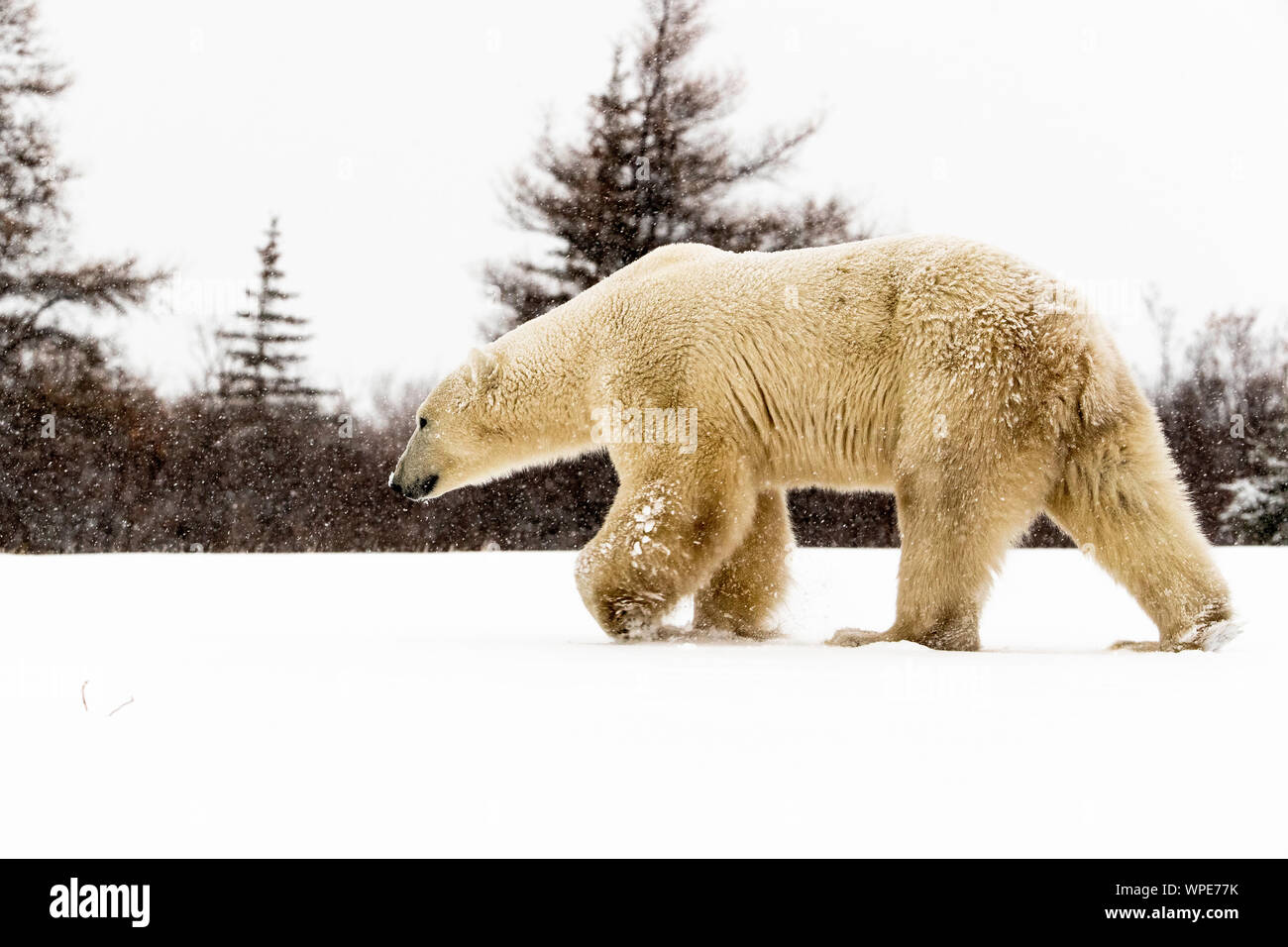 Orso polare passeggiate sulla neve, Nanuk Lodge, a ovest della Baia di Hudson, Churchill, Manitoba, Canada Foto Stock
