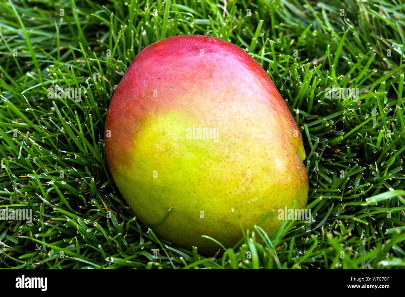 Close-up foto di un mellow il rosso e il giallo mango fruit sull'erba verde. Vegetariani e cibo sano. Alimentazione e dieta dello sfondo. Foto Stock