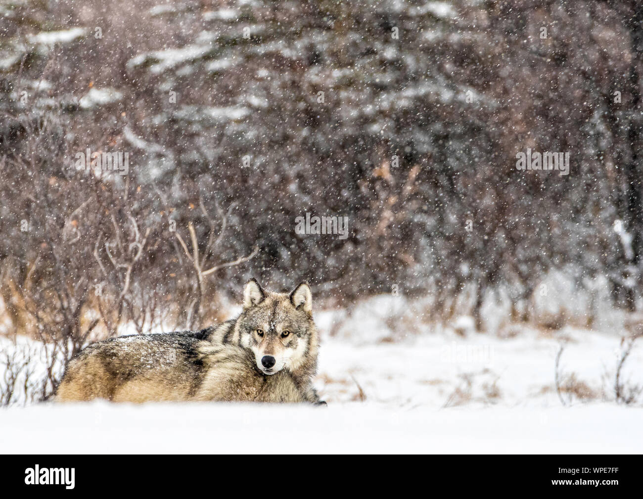 Due legni canadesi lupi dormire nella neve, Churchill, a ovest della Baia di Hudson, Manitoba, Canada Foto Stock