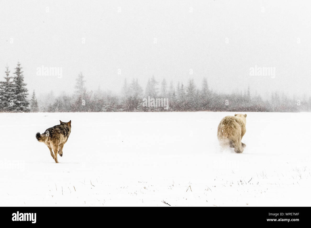 Legname canadese wolf insegue a lone giovane femmina orso polare attraverso la tundra Foto Stock