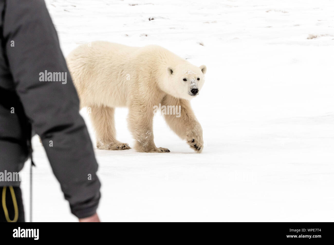 Orso polare passeggiate passato una guida sulla neve, Nanuk Lodge, Churchill, la baia di Hudson, Manitoba, Canada Foto Stock