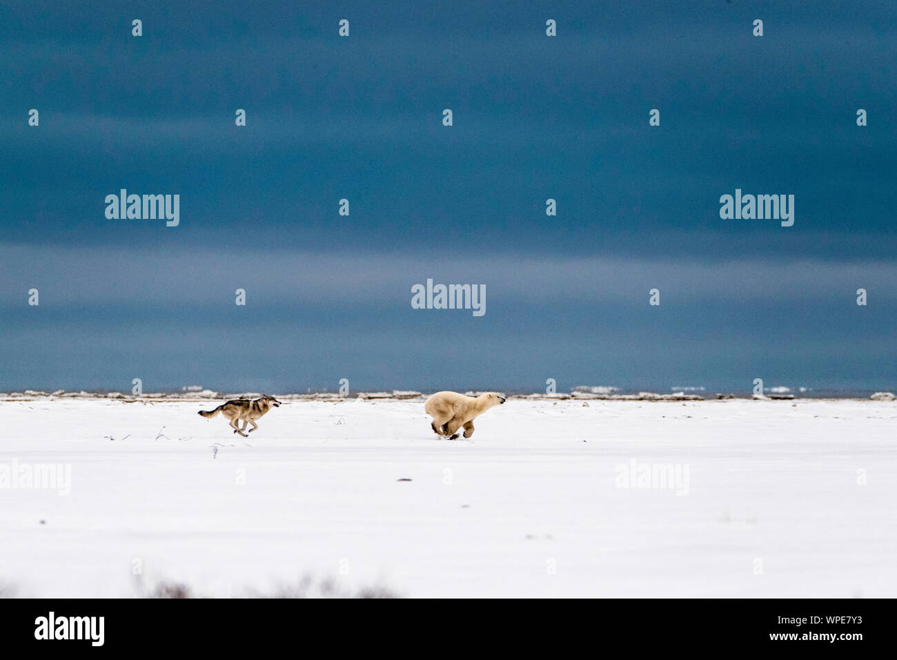 Legname canadese wolf insegue a lone giovane femmina orso polare attraverso la tundra Foto Stock