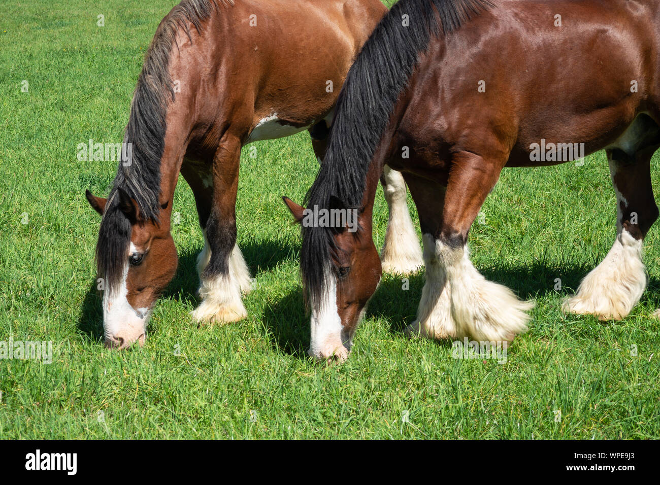 Progetto di cavalli al pascolo in un campo Foto Stock