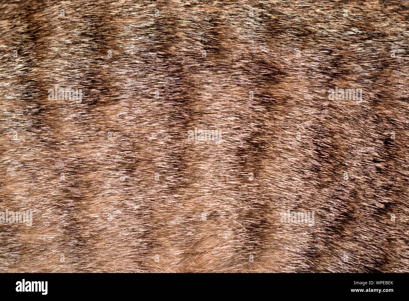 Spotted Tabby cat coat pelliccia. Texture Detail close up. Foto Stock