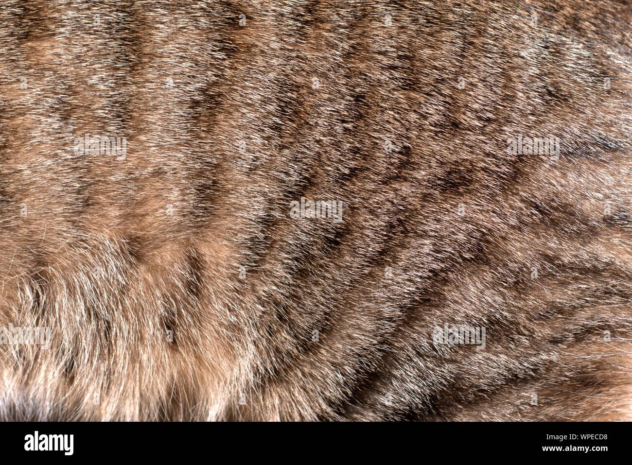 Spotted Tabby cat coat pelliccia. Texture Detail close up. Foto Stock