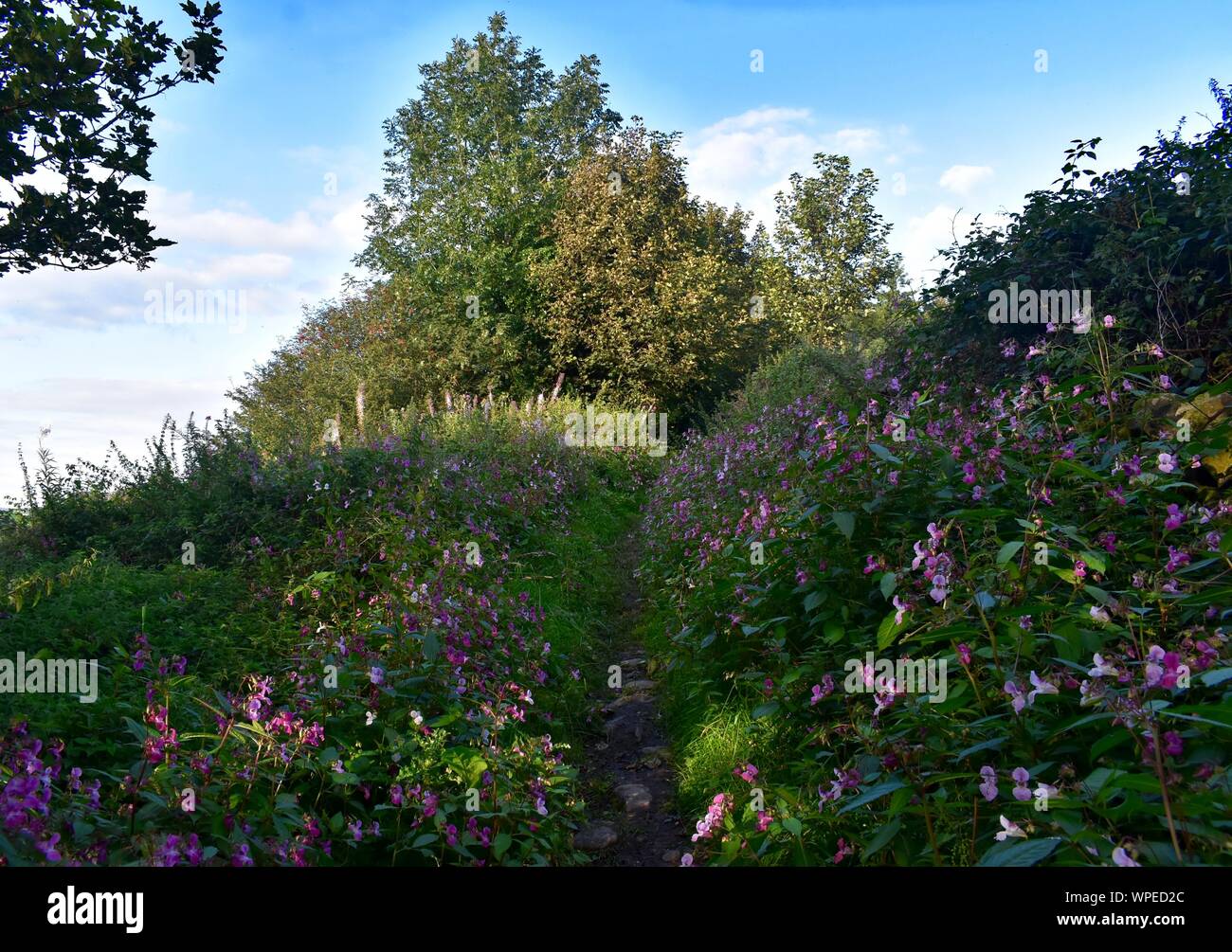 Sentiero attraverso il balsamo Himalayano Foto Stock