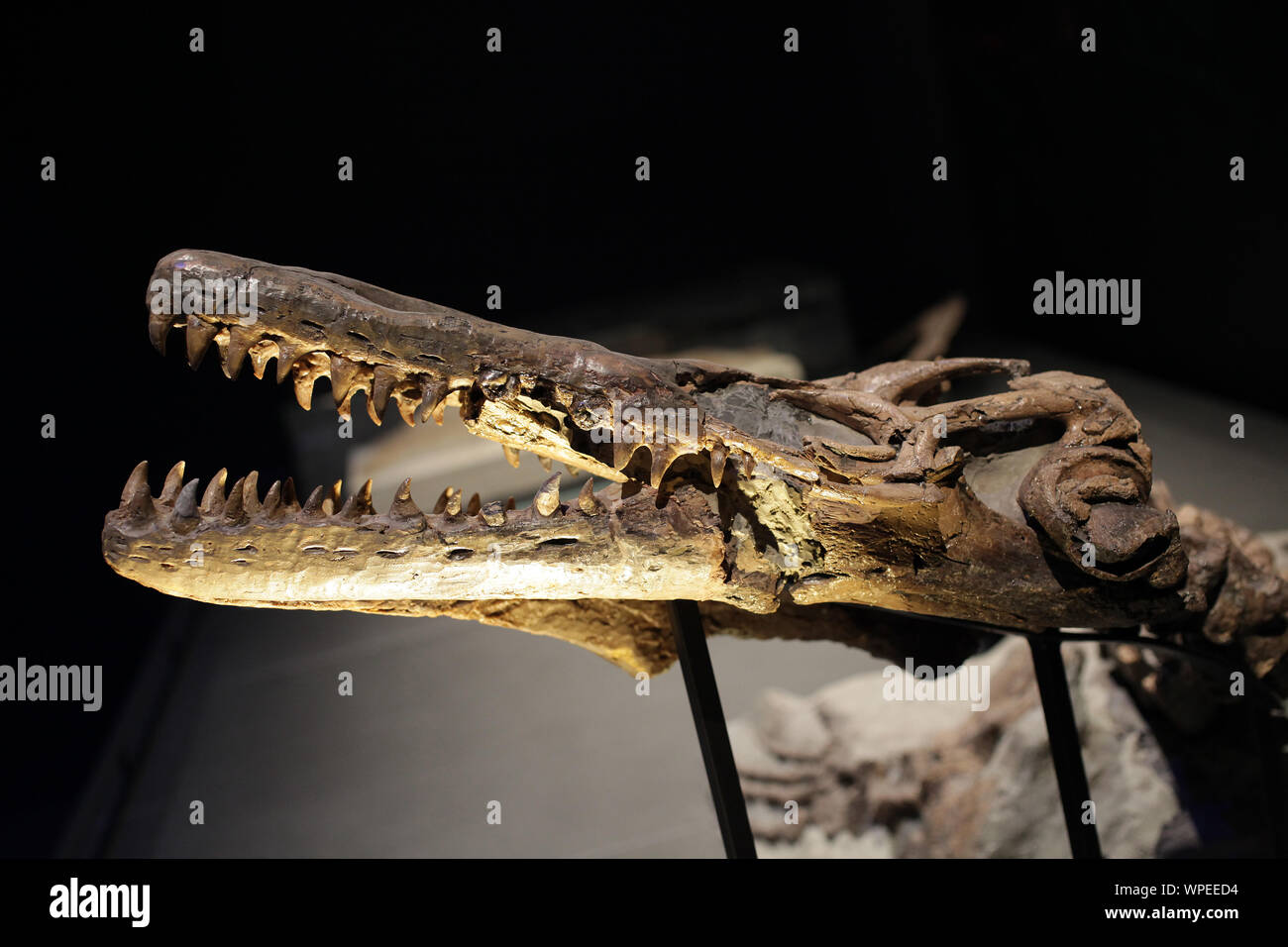 Mosasaurus "lucertola di fiume Meuse' genere di mosasaurs.Specie † Mosasaurus hoffmanni Foto Stock