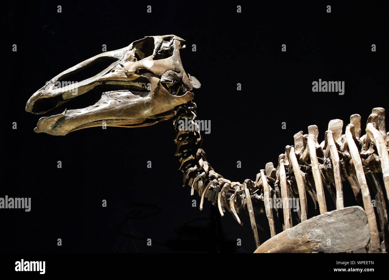 Edmontosaurus annectens.flat-headed o saurolophine hadrosaurid ornitopod dinosaur.End del periodo cretaceo.Duck fatturato dinosauro Foto Stock