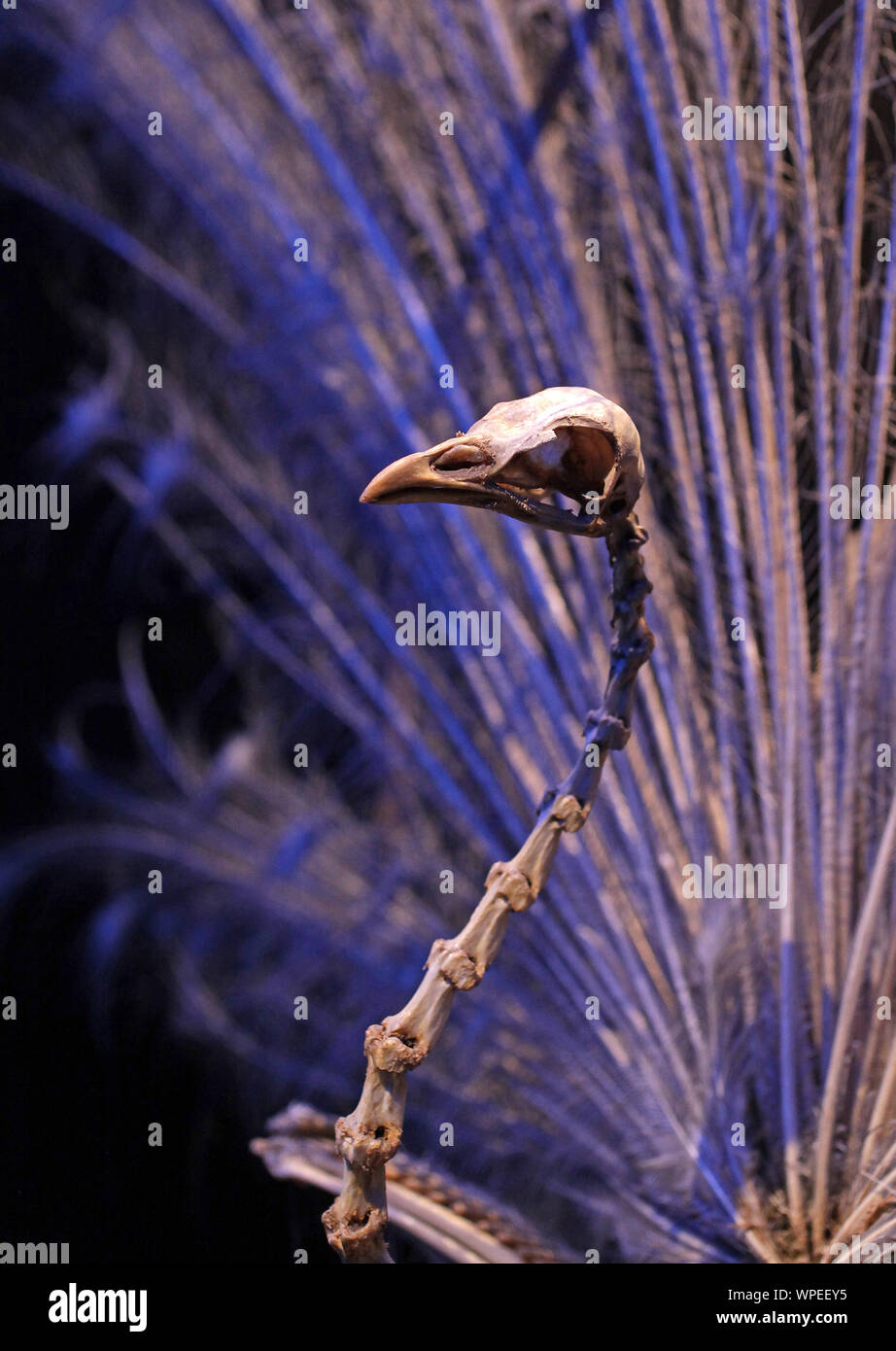 Peafowl indiano (Pavo cristatus) noto anche come comune peafowl,peafowl blu.native per il subcontinente indiano.Ora in molte altre parti del mondo. Foto Stock