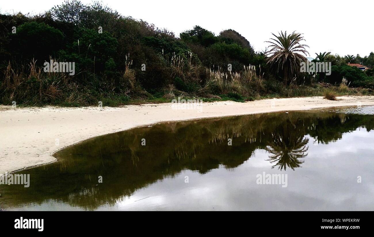 Idilliaco Shot di spiaggia con Tree riflessi sull'acqua Foto Stock