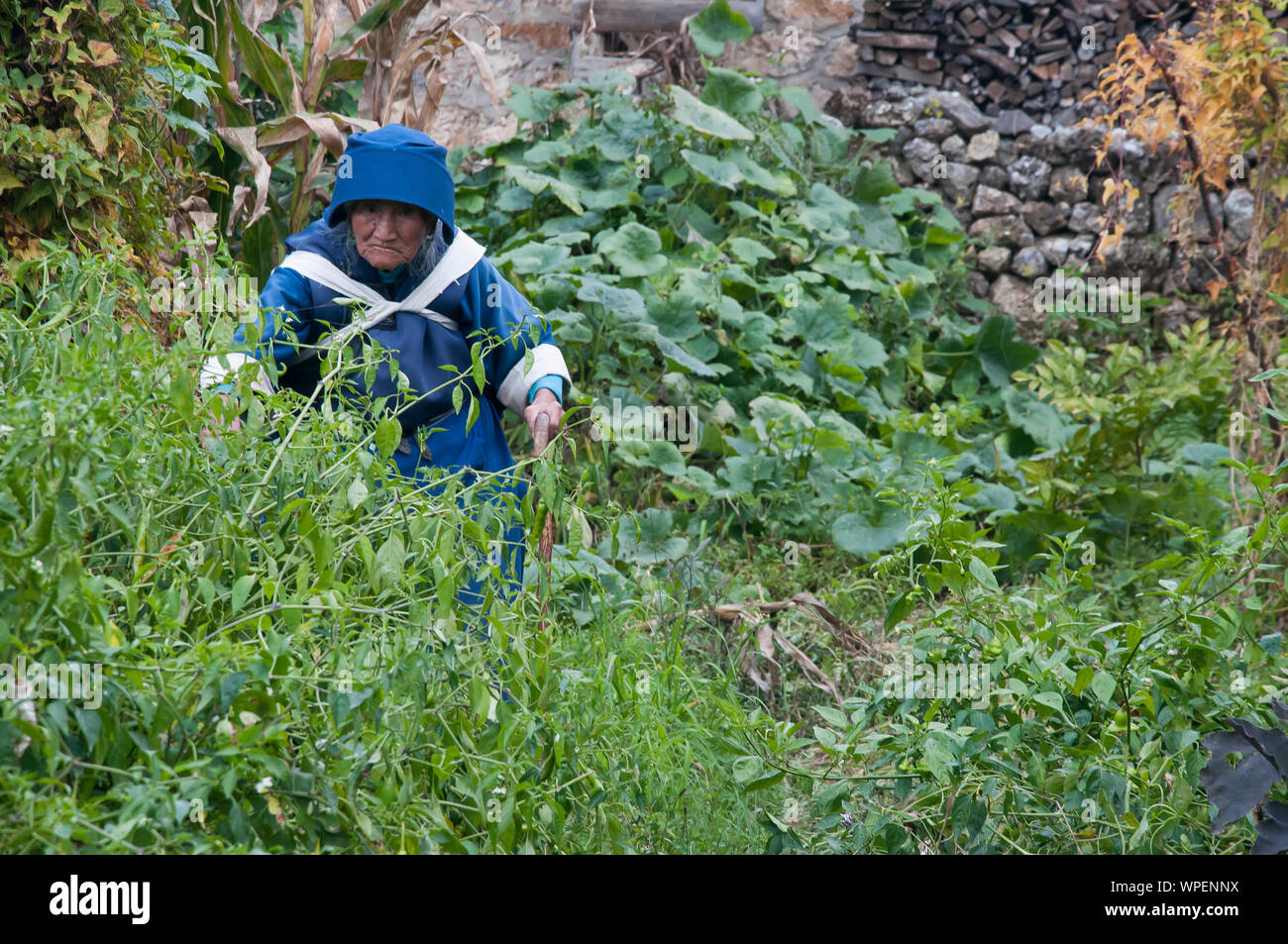 Una donna Naxi elder indossando vestiti tradizionali a Shuhe, sul cavallo The Road, al di fuori di Lijiang, Yunnan, Cina Foto Stock