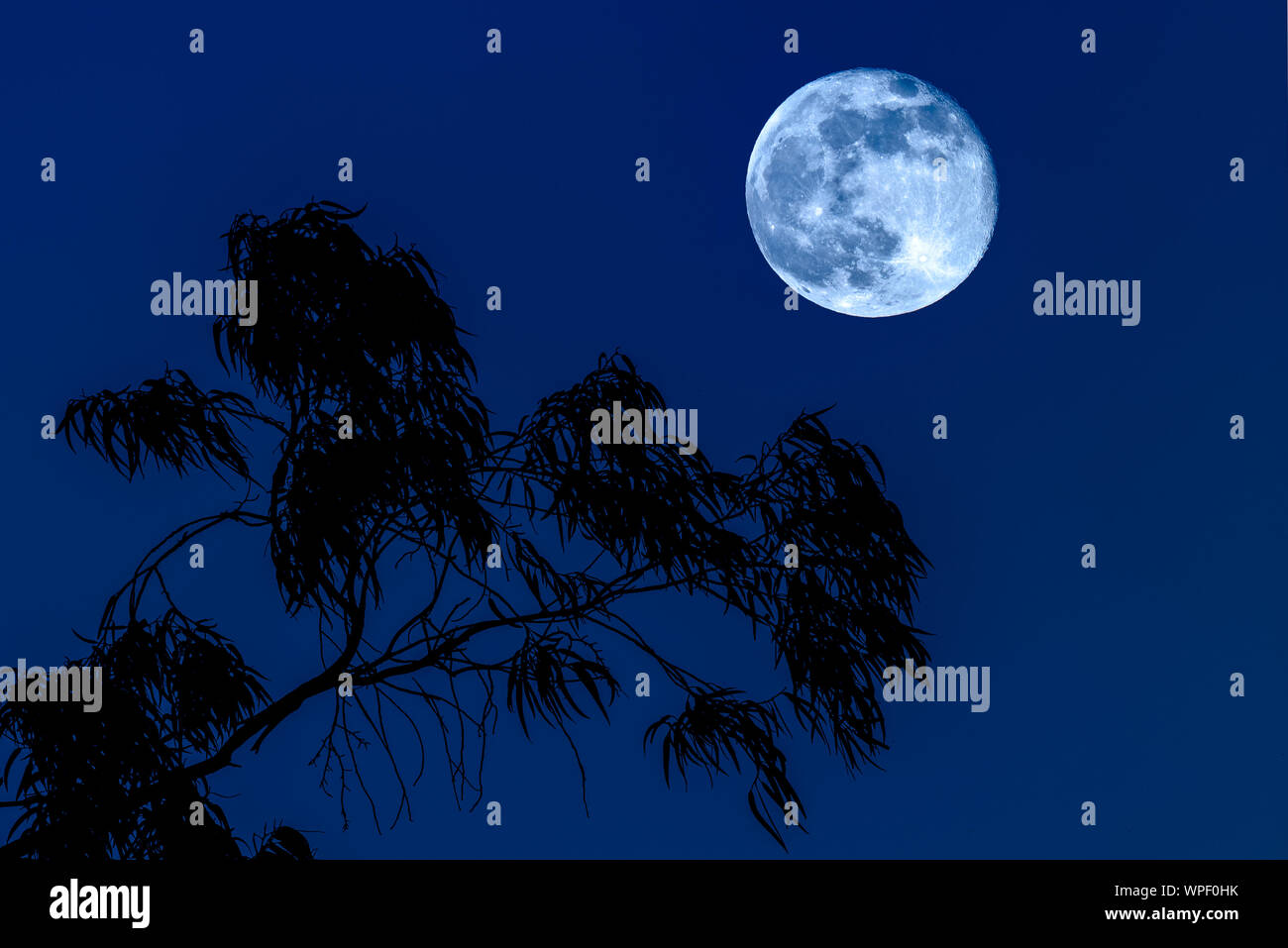 Cold Moon Rise con silhouette Blue Gum Eucalyptus Foto Stock