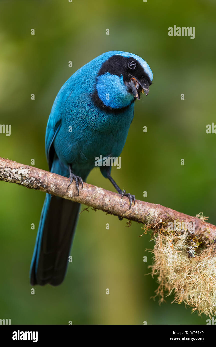 Il turchese Jay - Cyanolyca turcosa, splendide Blue Jay dalle pendici andine, Guango Lodge, Ecuador. Foto Stock