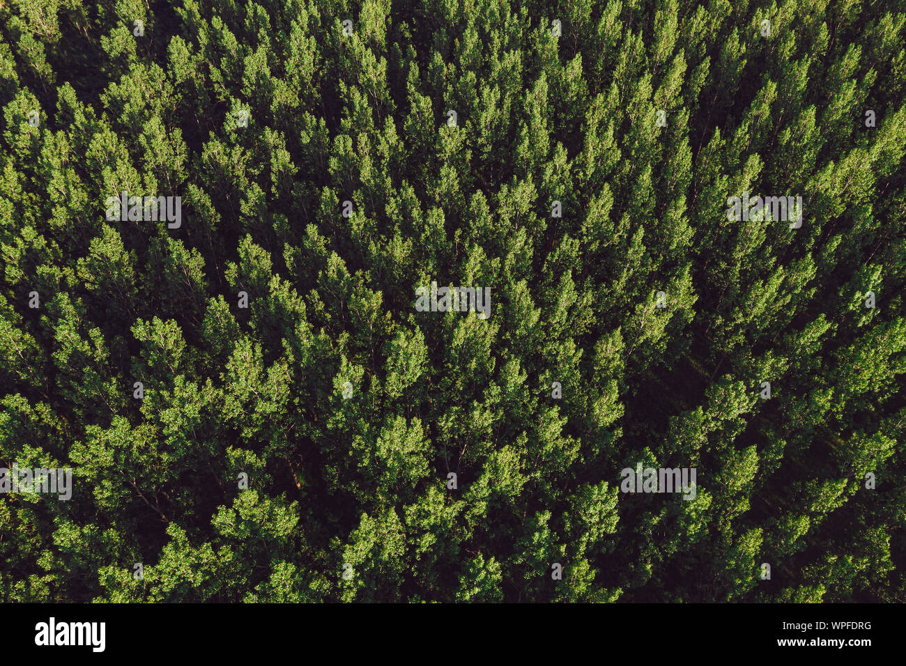 Vista aerea di pioppi neri americani populus foresta verde in estate da fuco pov Foto Stock Vista aerea di pioppi neri americani populus foresta verde in estate da fuco pov Foto Stock
