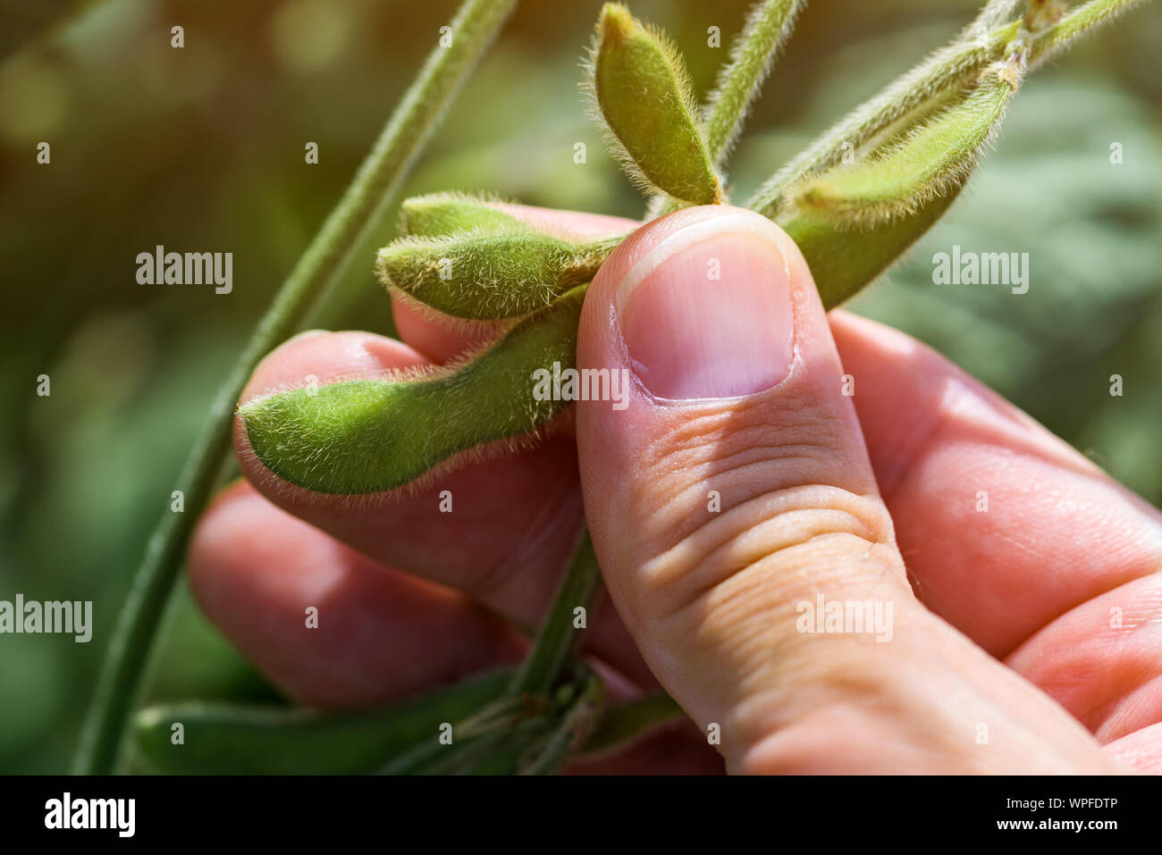 Agronomo esame di soia sviluppo pod, close up di dita tenendo il raccolto Foto Stock
