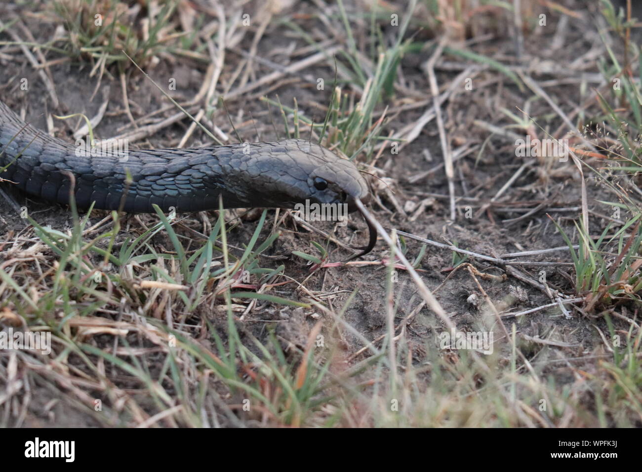 Cobra nero nel Masai Mara National Park, in Kenya. Foto Stock