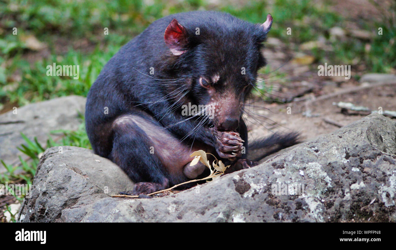 Primo piano della cute diavolo della Tasmania, Australia, la scomparsa di specie. Foto Stock