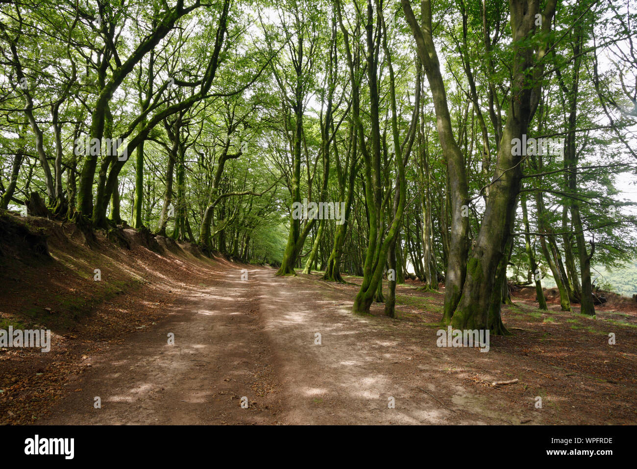 Il guidato su strada. Un antico percorso lungo le colline di Quantock. Somerset. Regno Unito. Foto Stock